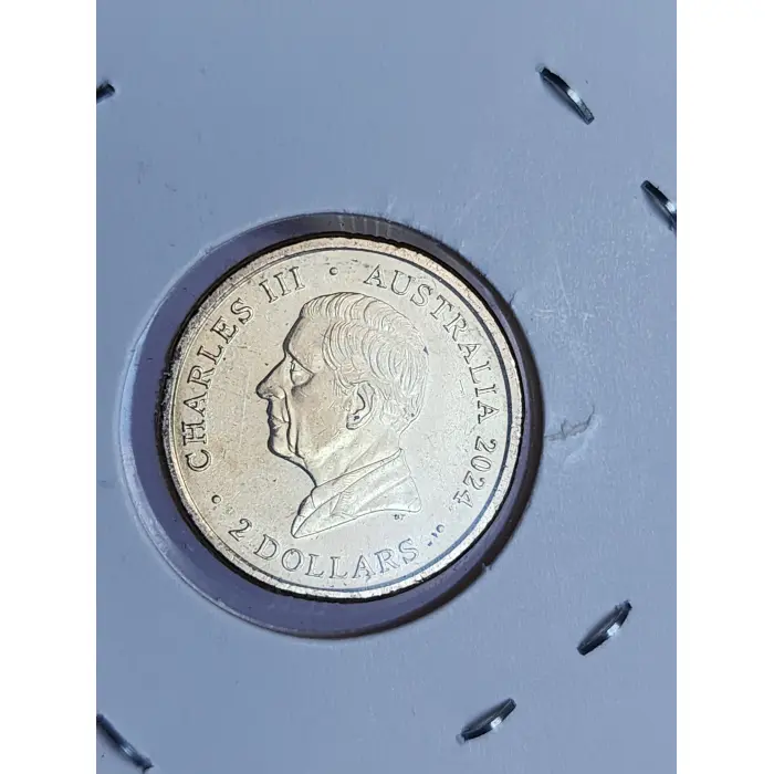 Purple poppy circulated with paint marks