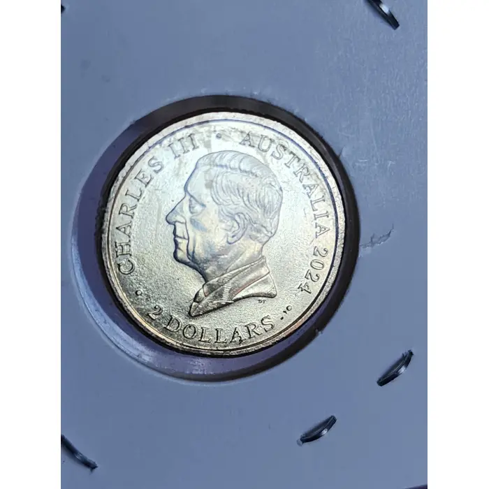 Purple poppy circulated with paint marks