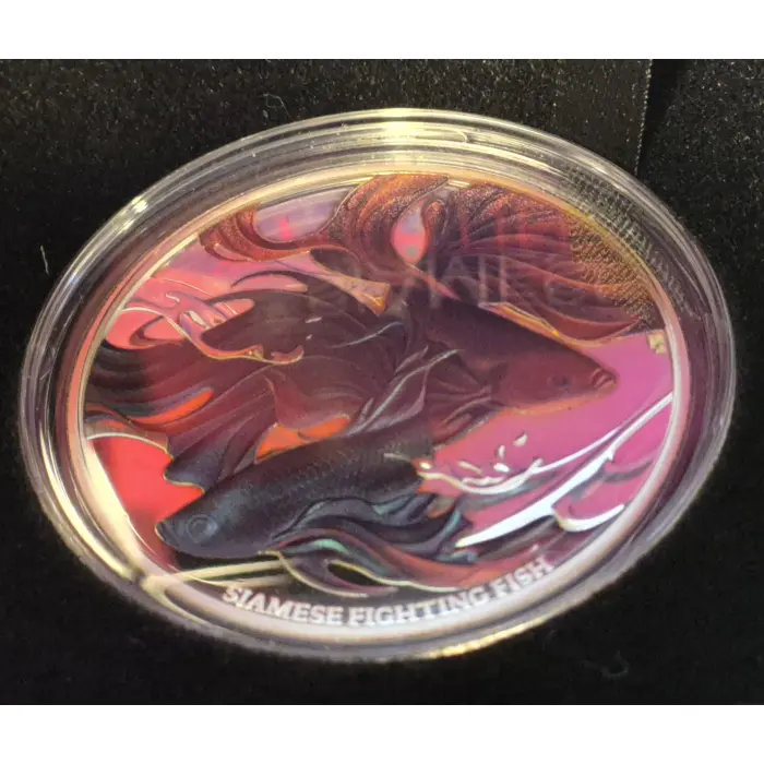 2024 Siamese Fighting Fish 
