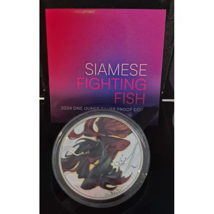2024 Siamese Fighting Fish 